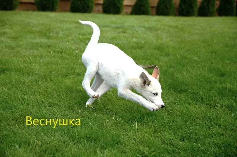 Замечательные молодые лайки в дар 6