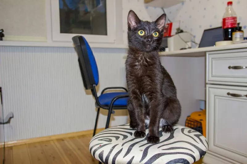 Черная кошечка котенок Чарли ищет дом и любящую семью! 