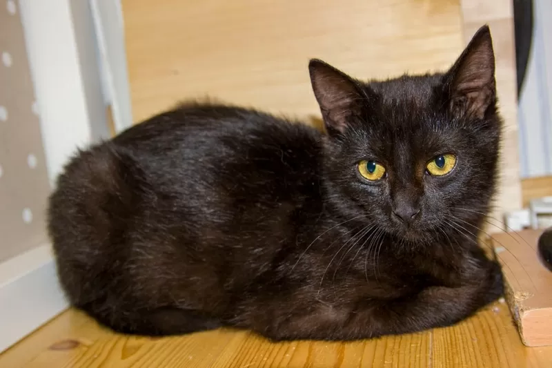 Черная кошечка котенок Чарли ищет дом и любящую семью!  2