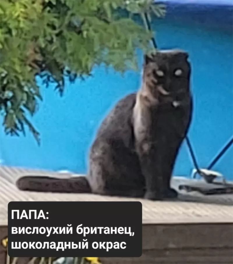 Продам - Продам 3 котят 5