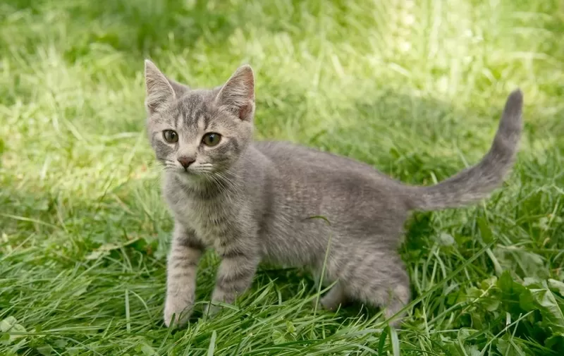 Замечательные котята в дар 2