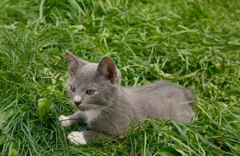 Замечательные котята в дар 4