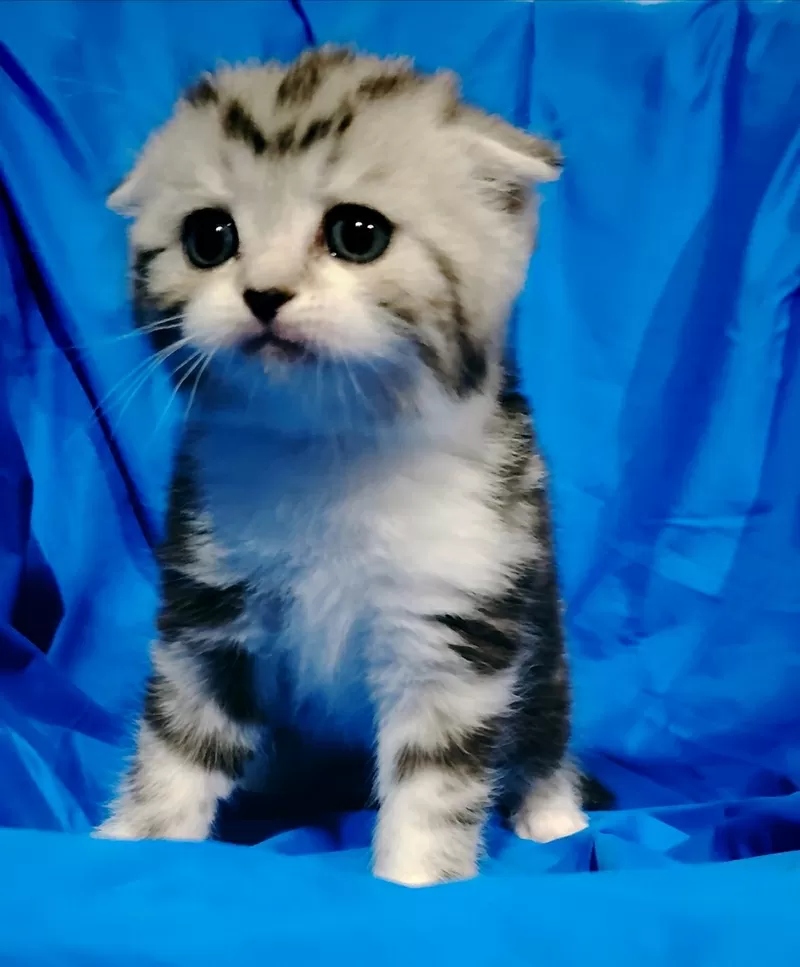Котята мраморята, шотландские. 3