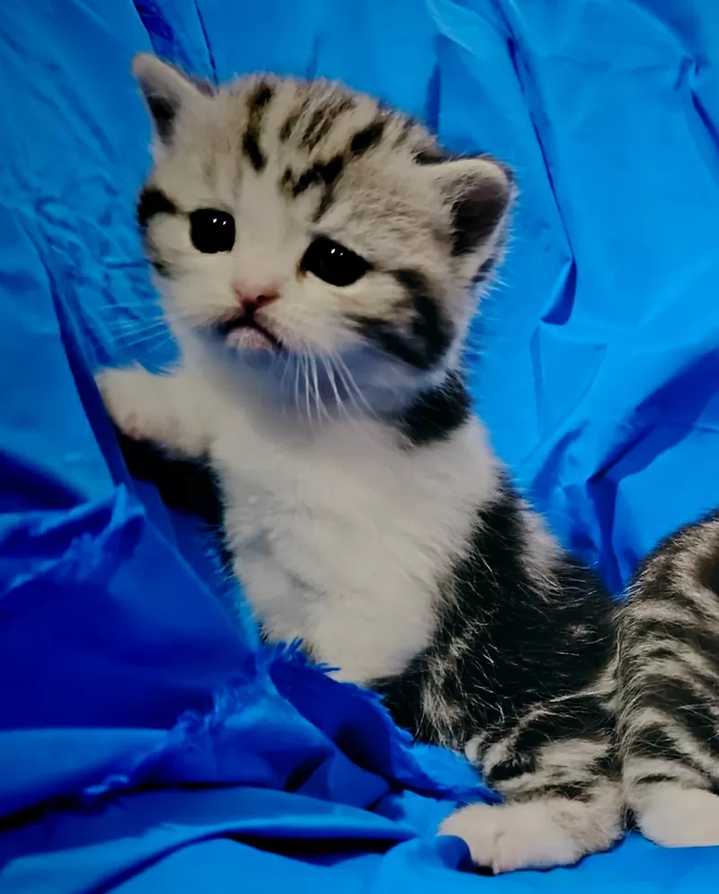 Котята мраморята, шотландские. 2