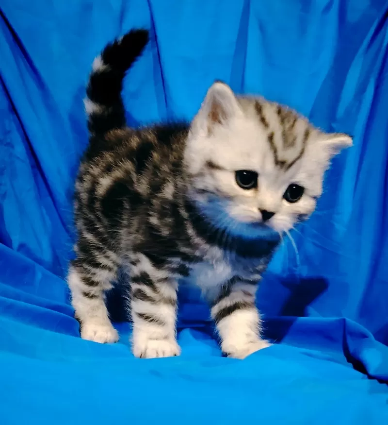 Котята мраморята, шотландские. 5