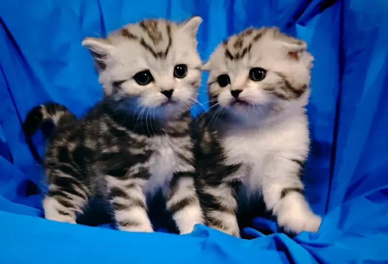 Котята мраморята, шотландские. 4