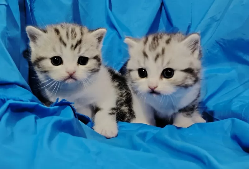 Котята мраморята, шотландские.