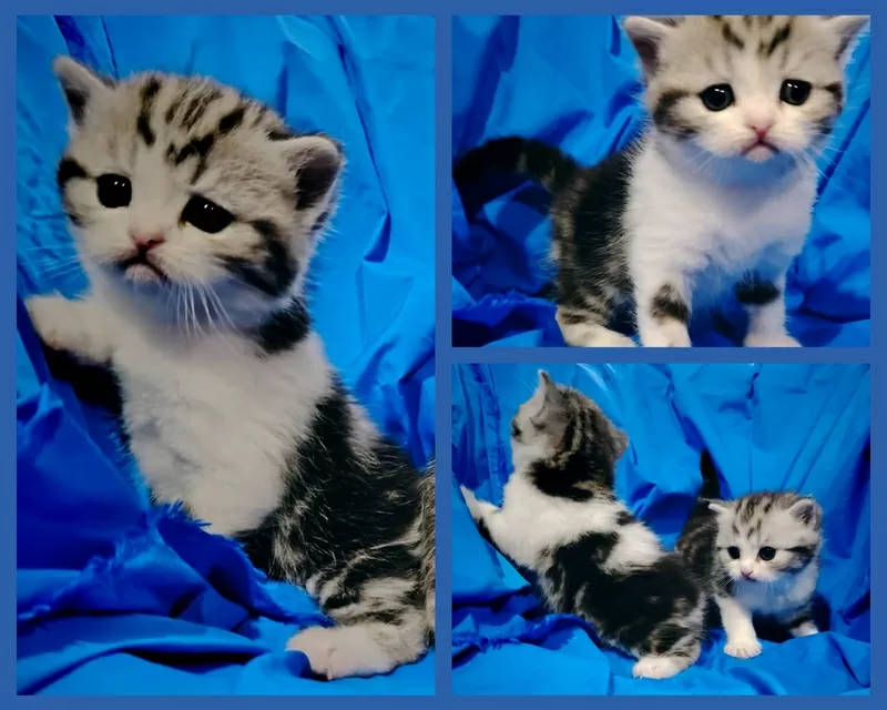 Котята скоттиш-страйт кошки шотландские.