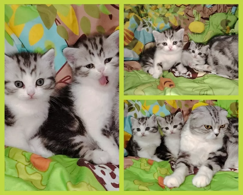 Котята скоттиш-страйт кошки шотландские. 2