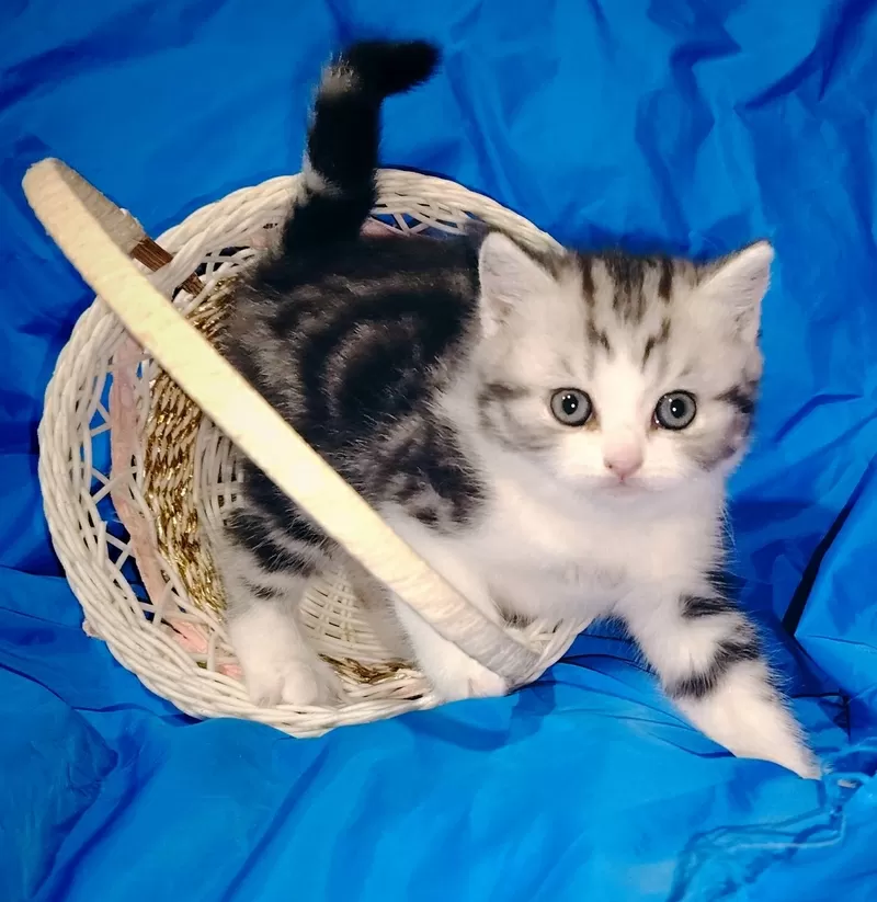 Котята девочки шотландские..