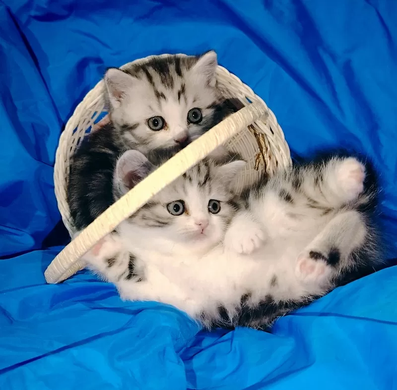 Котята девочки шотландские.. 3