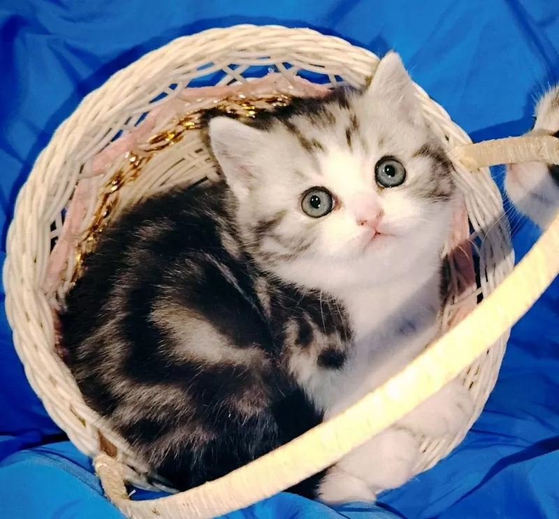 Котята девочки шотландские.. 4