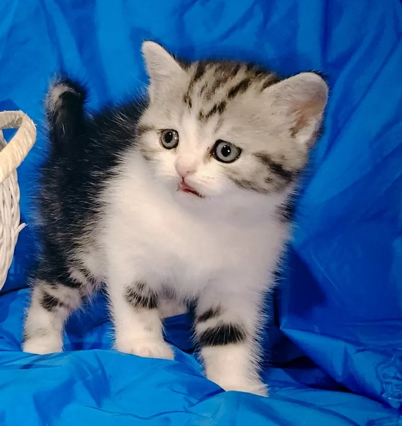 Котята девочки шотландские.. 2