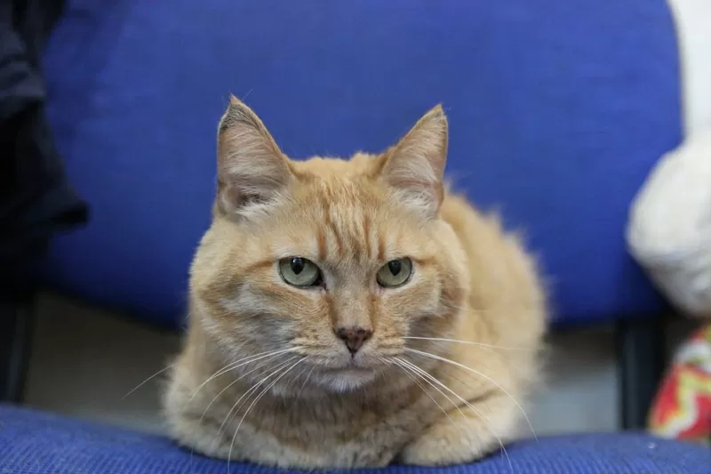 Симбочка чудесный рыжий котик ищет дом и семью!