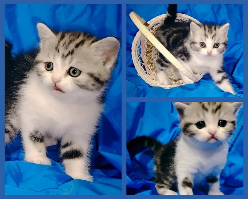 Шотландский котенок.