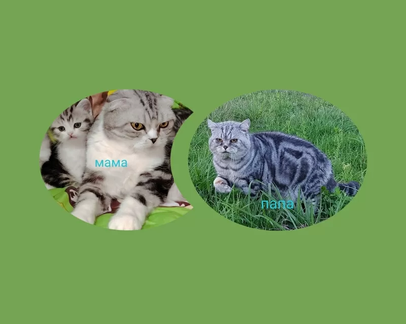 Шотландский котенок. 2