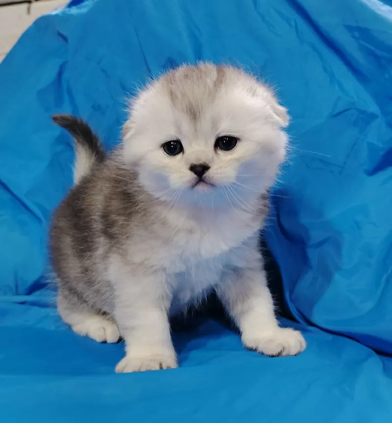Котята шиншиллята, шотландские. 5