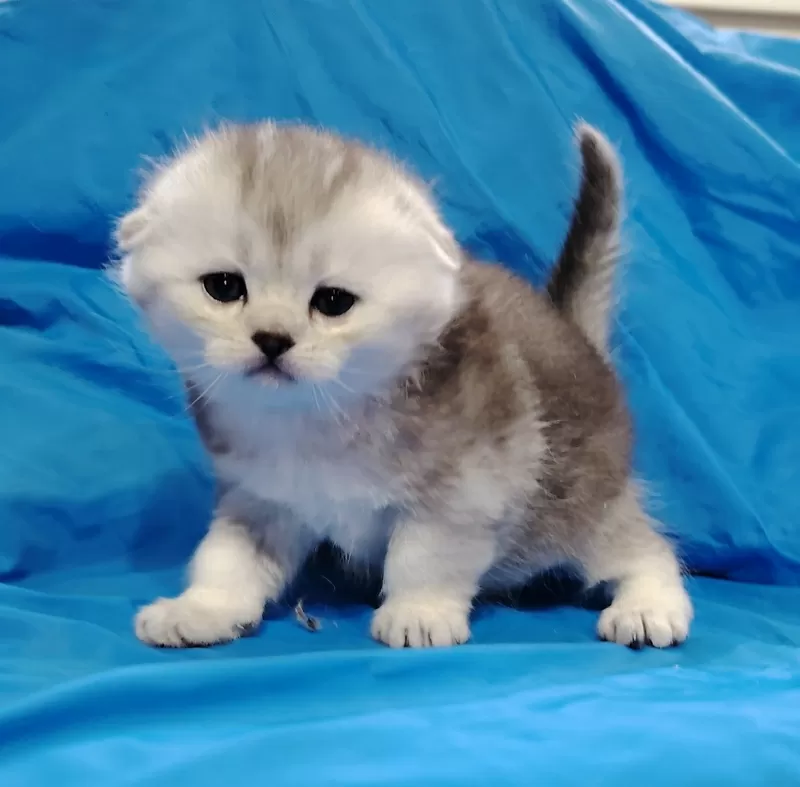 Котята шиншиллята, шотландские. 3