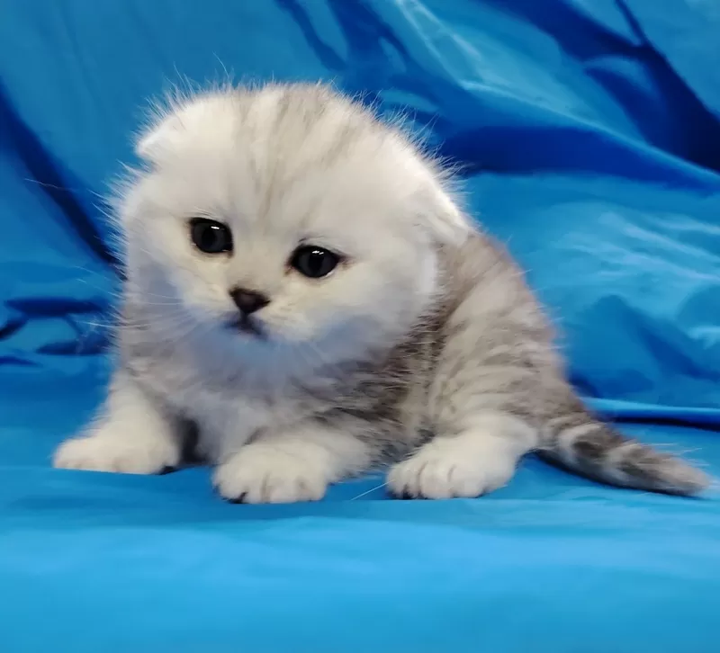 Котята шиншиллята, шотландские. 2