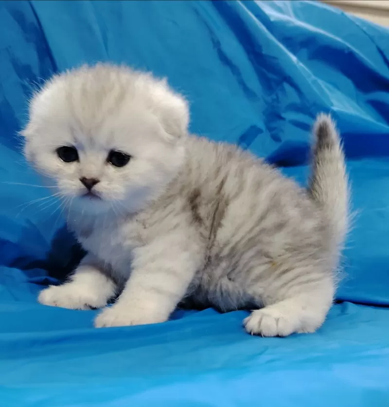 Котята шиншиллята, шотландские.