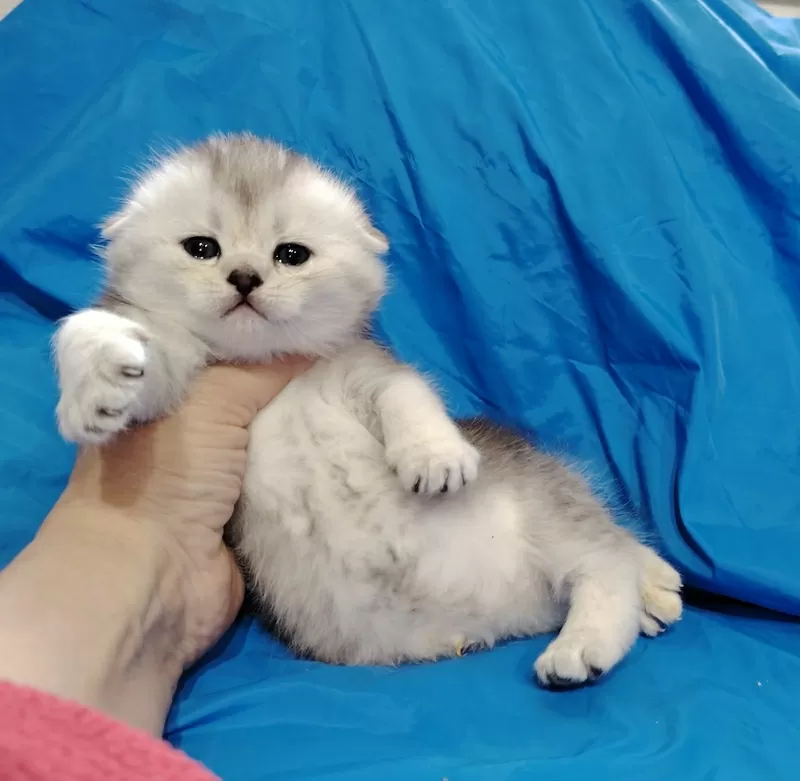 Котята шиншиллята, шотландские. 4