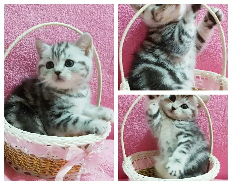 Котята скоттиш-страйт кошки, 