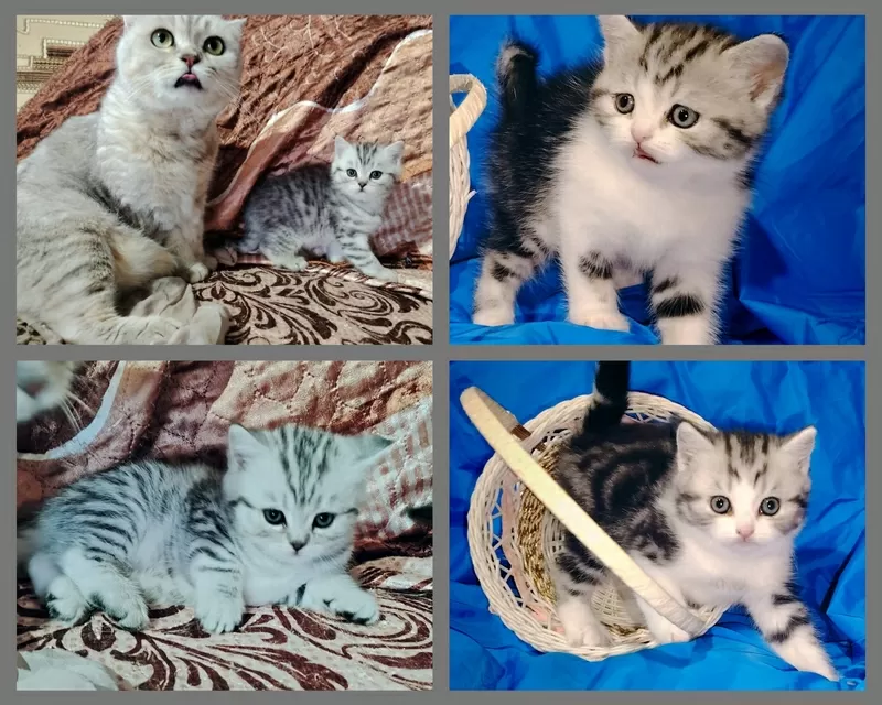 Котята скоттиш-страйт кошки,  2