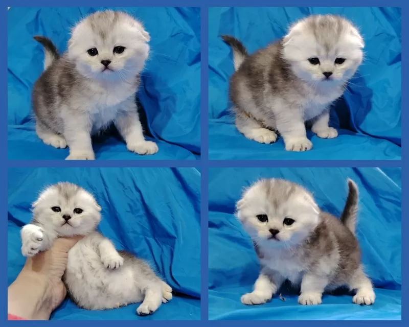 шотландский котенок, вислоухий шиншилленок.