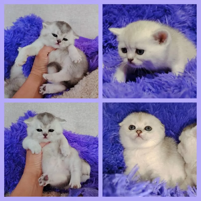 Шотландские котята в резерв. 2