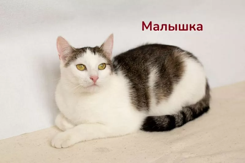Чудесные кошечки-сестрички Малышка и Мура в дар 3