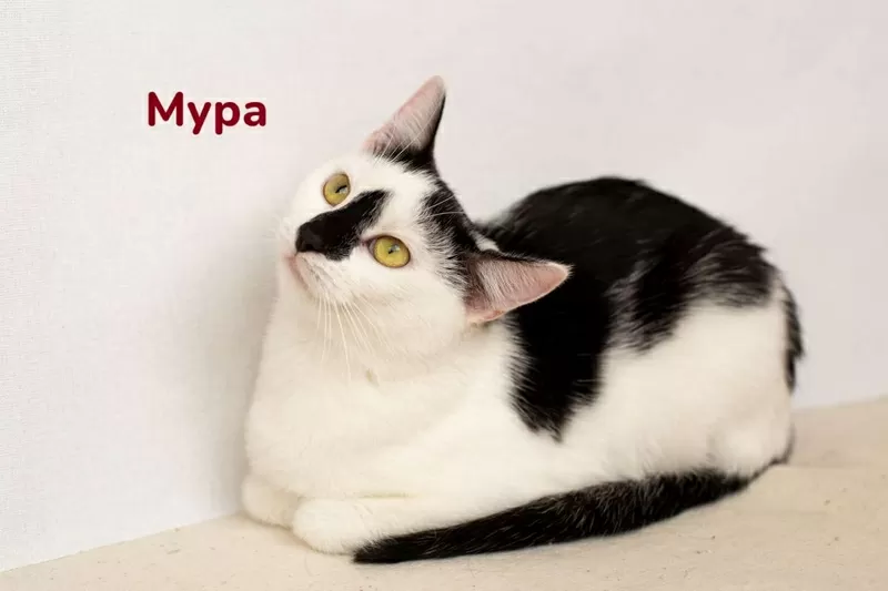 Чудесные кошечки-сестрички Малышка и Мура в дар 4