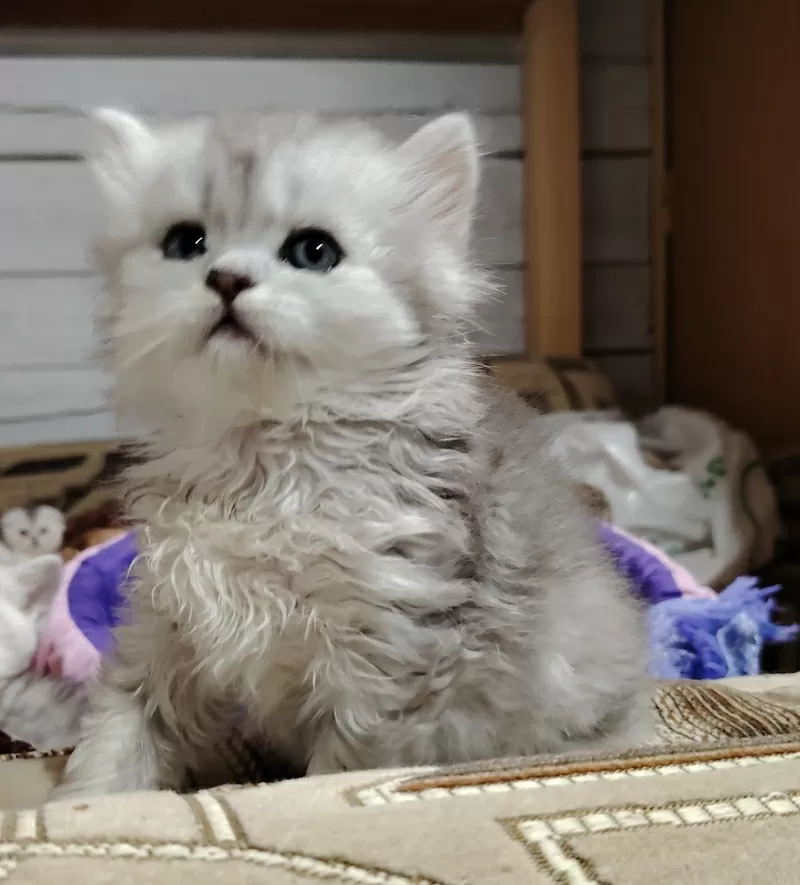 Котенок скоттиш-страйт. 2
