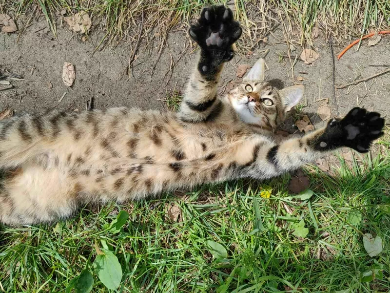 Котята срочно ищут дом 2