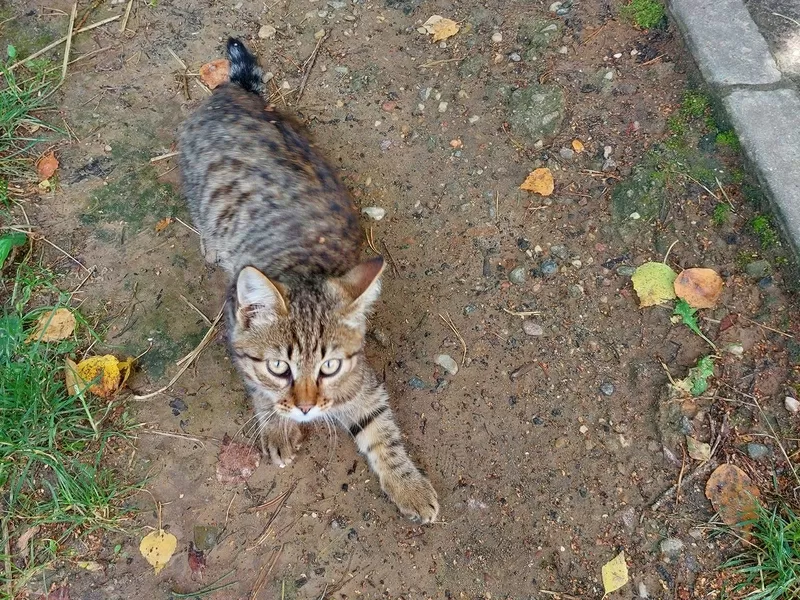 Котята срочно ищут дом 3