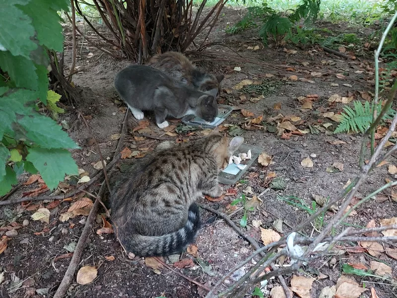 Котята срочно ищут дом 4