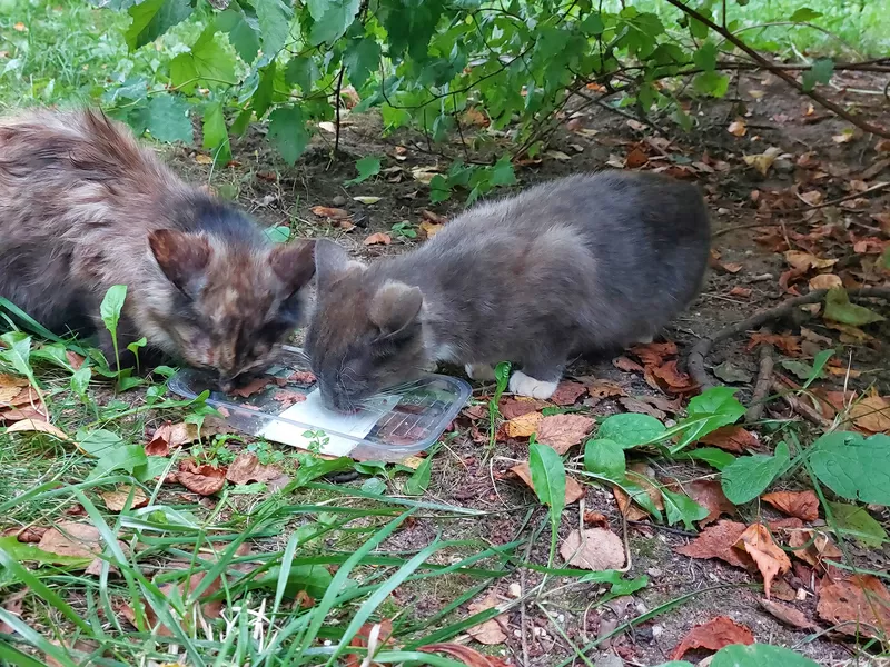 Котята срочно ищут дом 5