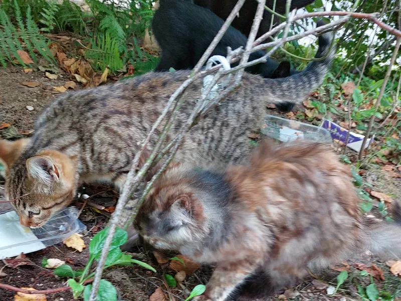Котята срочно ищут дом 6