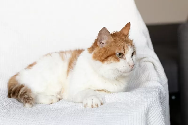 Рыжий котик Сеня срочно ищет дом 4