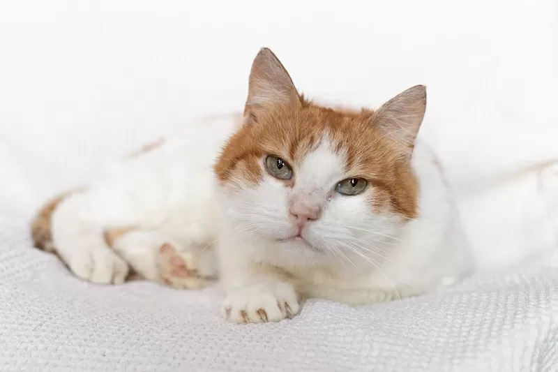 Рыжий котик Сеня срочно ищет дом 6
