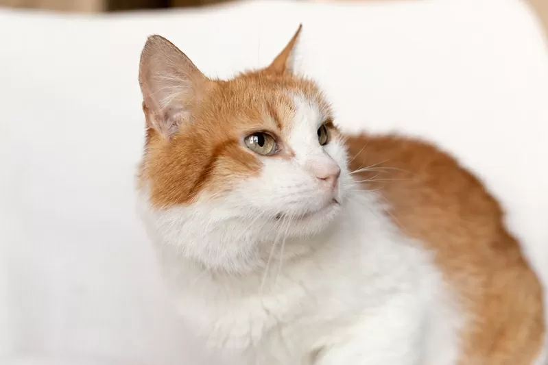 Рыжий котик Сеня срочно ищет дом 7