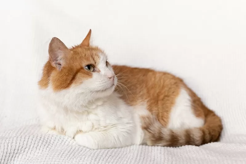 Рыжий котик Сеня срочно ищет дом 8