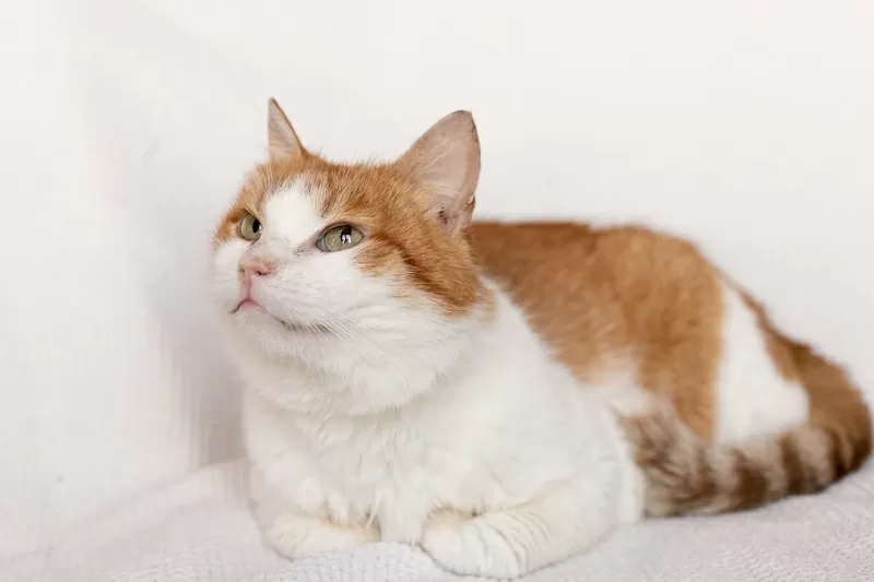 Рыжий котик Сеня срочно ищет дом 9