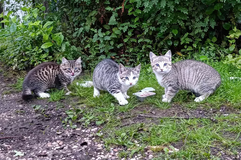 Котята с дач срочно ищут дом