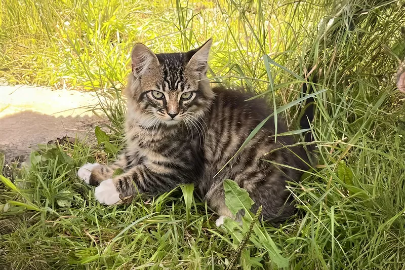 Котята с дач срочно ищут дом 2