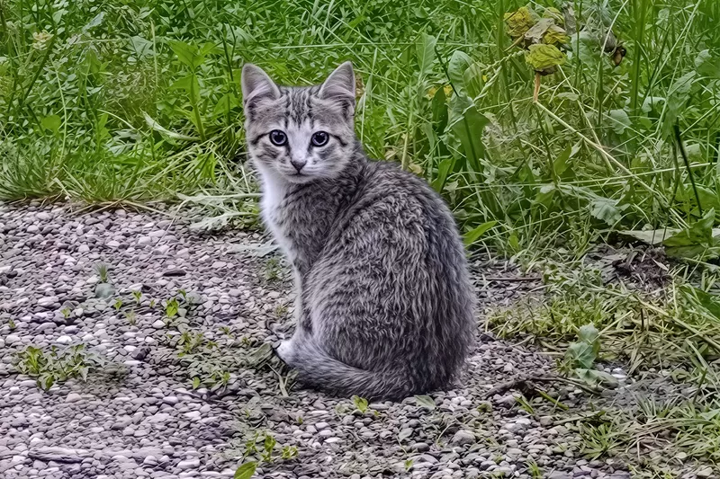 Котята с дач срочно ищут дом 3