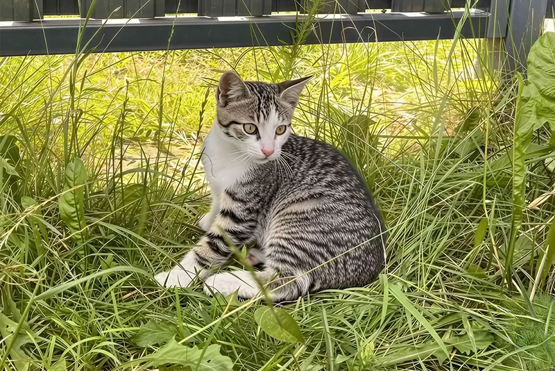 Котята с дач срочно ищут дом 4