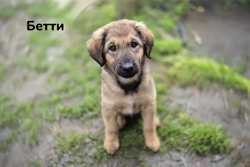 Милые щеночки в добрые руки 2
