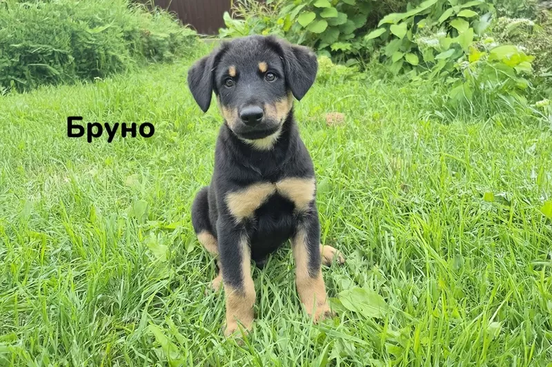 Милые щеночки в добрые руки 3