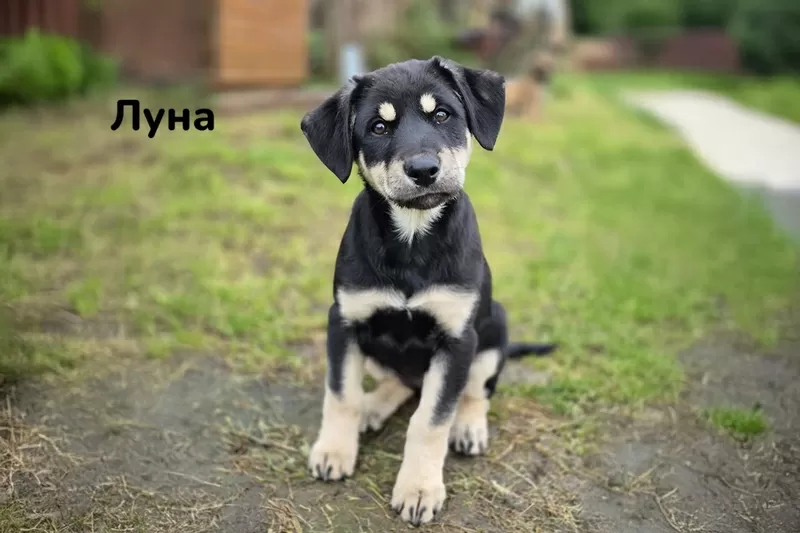 Милые щеночки в добрые руки 6