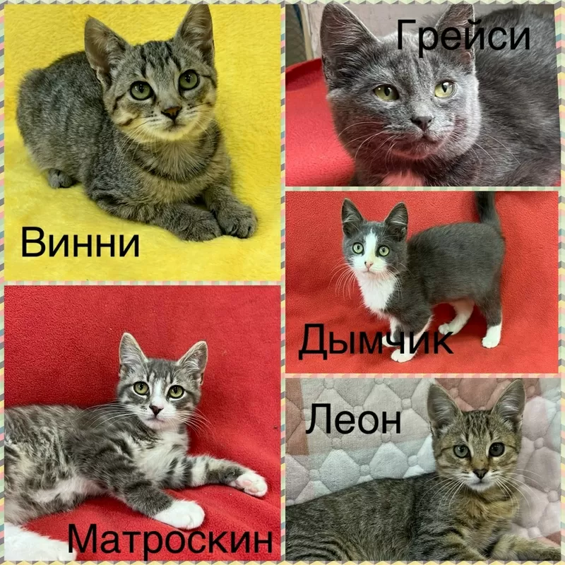 Котята 3-4 месяца в дар